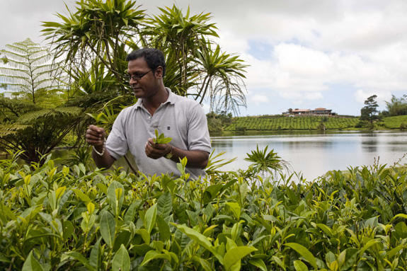 Azad Rojah, Teefabrikant auf Mauritius.